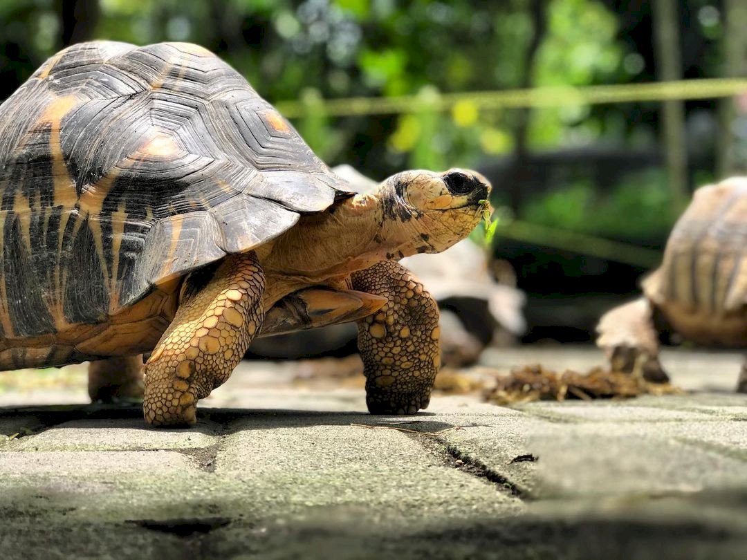 4 Rekomendasi Mini Zoo di Jogja yang Cocok untuk Liburan Bersama Keluarga. Gambar : Ig @glzoojogja