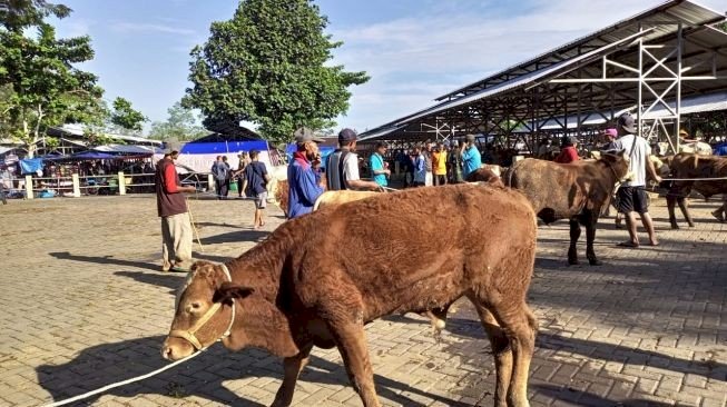 Persiapan Idul Adha 2022? Ini Daftar 5 Pasar Hewan di Yogyakarta untuk Persiapan Qurban. Gambar : jogja.suara.com