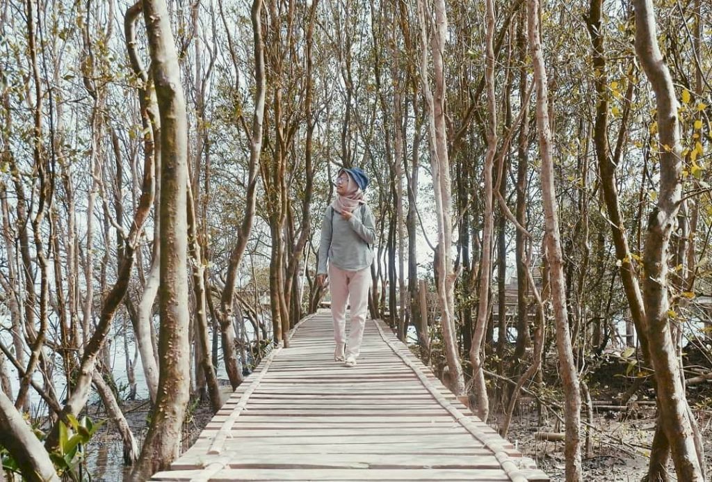 Hutan Mangrove Wana Tirta: Keindahan Alam Pesisir yang Mempesona, dijogja.co. Hutan Mangrove Wana Tirta: Keindahan Alam Pesisir yang Mempesona.